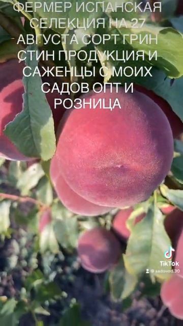 Опт и розница 70 тон и саженцы смотреть онлайн