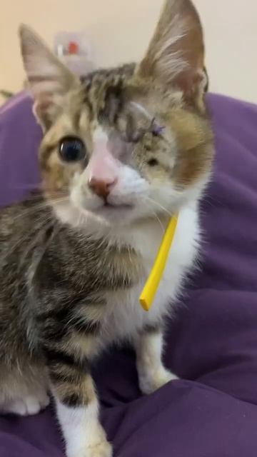 Красотулечка , уже все затянулось #рекомендации #recommended #кот #cat смотреть онлайн