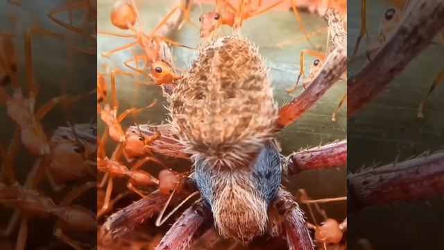 Ants carrying large spider #life #spider #ant #reels #shorts #scary смотреть онлайн