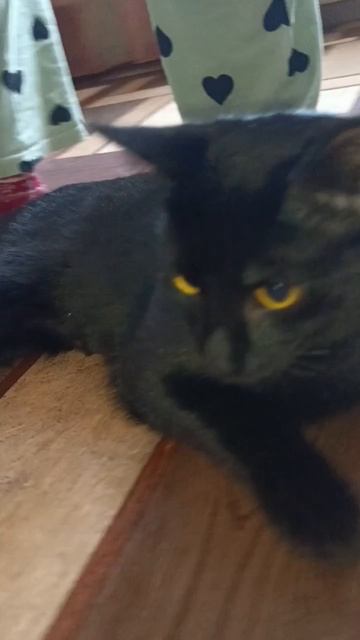 о и и а и о и и и и а и |Даша и её семья|Симон🌚