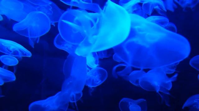 Jellyfish смотреть онлайн