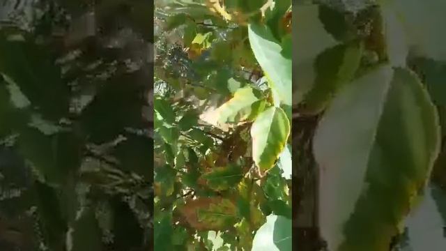 تين الجميز смотреть онлайн