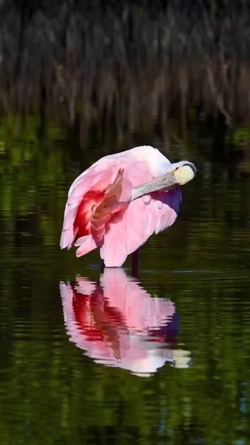 #beautiful #nature #travel #happy #beautymusic #life #photography #shortoftheday #sky #bestoftheday смотреть онлайн