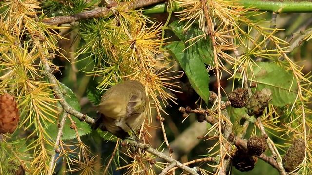 1158. Budníček menší, Common Chiffchaff, Zilpzalp, Tjiftjaf, Пеночка-теньковка, Pierwiosnek смотреть онлайн