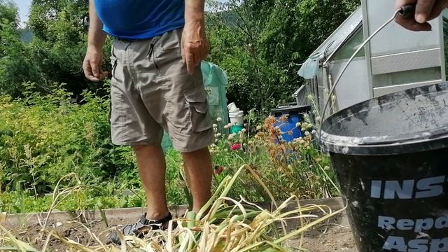 СОБРАЛ УРОЖАЙ ЧЕСНОКА смотреть онлайн