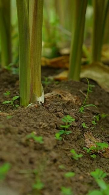 Cut Off Old Taro Branches Inside The Field Best ASMR Video #satisfying #short смотреть онлайн