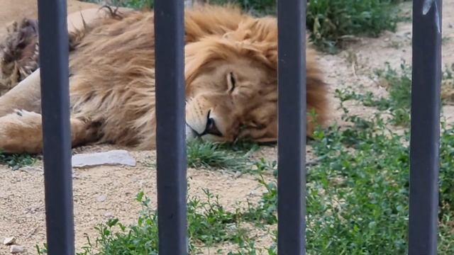 ❤️Лев Симба спит, но подглядывает. Какой же он красивый! смотреть онлайн