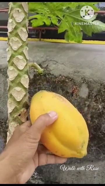 #papaya #fruit #ripe #lone смотреть онлайн