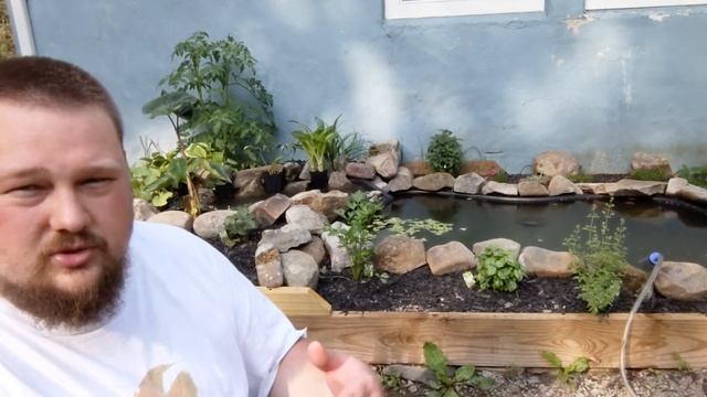 All Natural Pond Filtration - Pond fish stocking смотреть онлайн