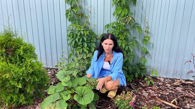 Соседям на зависть! Я создала это за 3 года! Августовское цветение!!!