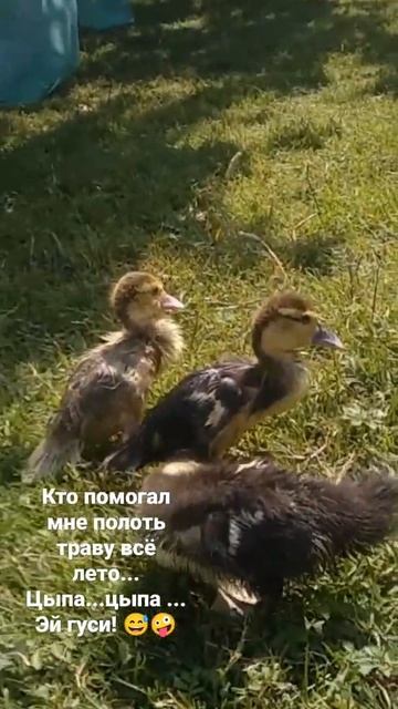 гусята и индоутята полят в огороде. смотреть онлайн