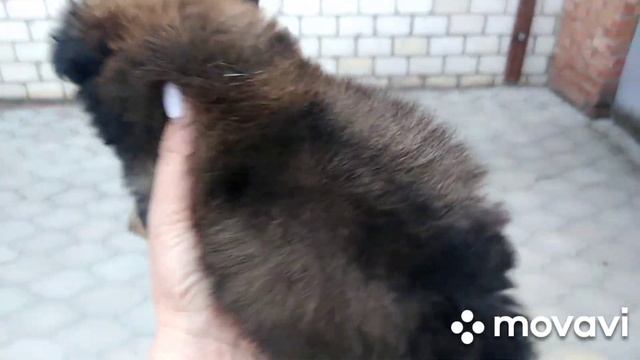 Про сюрприз от мужа и про собаку😂😂😂 смотреть онлайн
