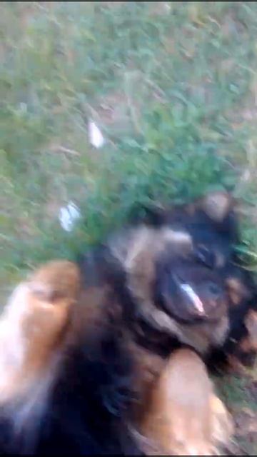 Мухтар умер смотреть онлайн
