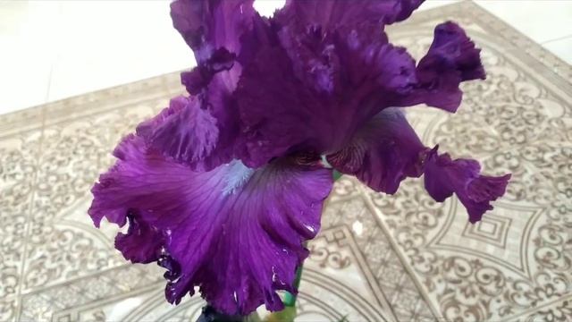 СОРТ ИРИСА ARISTOCRACY KEPPEL 2006! ТЕМНО ФИОЛЕТОВЫЙ ГОРДЫЙ АПОЛЛОН!