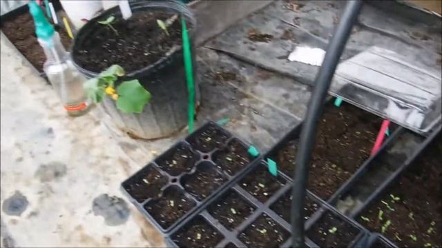 Greenhouse After Temps Get To 36 Degrees Inside, What Happeneds When The Wind Gets The Greenhouse D смотреть онлайн