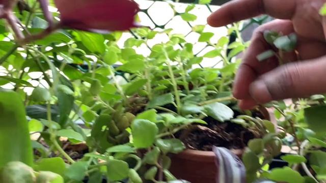 066. Tangled Heart Succulent @ organic gardening manthra смотреть онлайн