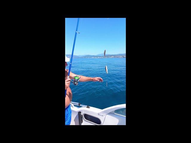 Треска Черного моря. смотреть онлайн