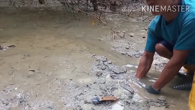 Ternyata ada Labi-Labi Raksasa yang menyelinap #Viral смотреть онлайн
