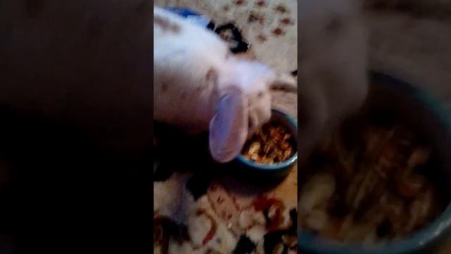 ПЕРВЫЕ ШАГИ НА ШЛЕЙКЕ смотреть онлайн