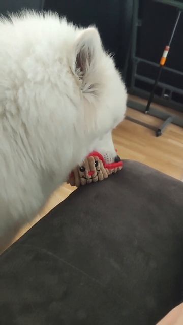 How a young samoyed power-squeaks her toy смотреть онлайн