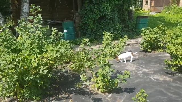 Смородина смотреть онлайн