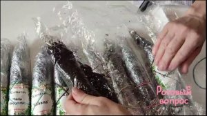 Распаковка посылки ОПТ-ХОЗ КЛЕМАТИСЫ