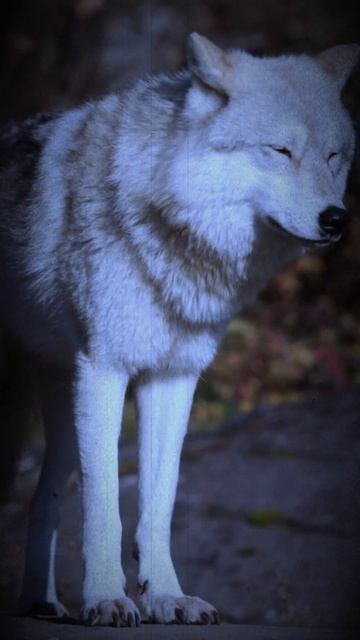 Жить по волчьи смотреть онлайн