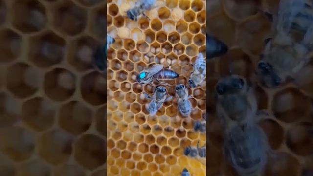 Главная функция пчелиной матки🐝 смотреть онлайн