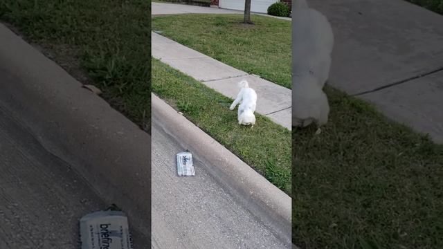 Tiara & Chico Daily Walk