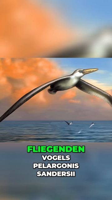 Die faszinierende Welt der größten fliegenden Vögel Elefantenvögel vs Pelargonis sandersii3 смотреть онлайн