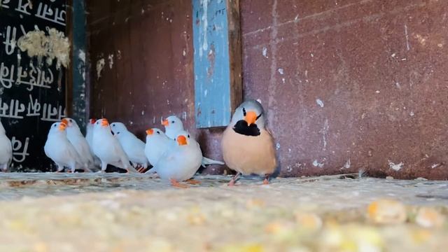 Long Tail Finches | Albino finches |chirping #sinhafarm | SOLD OUT смотреть онлайн