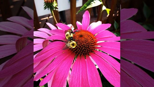 Potentilla nepalensis, from the rose family. #orange #flower #flowers #flora #bloom #blossom #plan смотреть онлайн