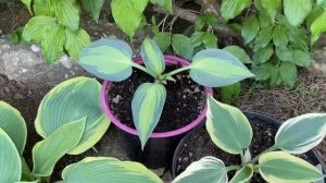 Краткий обзор по хостам. Либерти, авокадо …