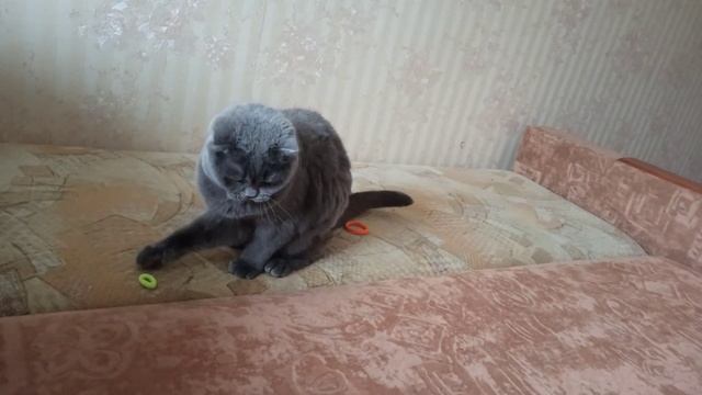 Кошка и резинка. Разные способы игры с ней. Веселое видео смотреть онлайн