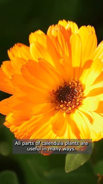 The calendula flower, as it was the plant used in history for medicinal and culinary purposes. смотреть онлайн
