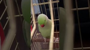 Говорящий ожереловый попугай Ричи