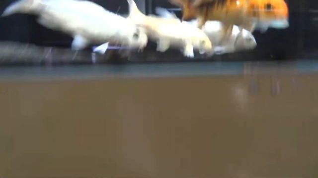 блог аквариумиста садовода .aquarium fish plants .зоо кусто в городе уфа обзор.ул зорге гуппи смотреть онлайн