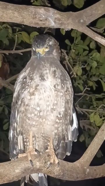 "Nature's Marvel: The Smart and Stunning Hawk" смотреть онлайн