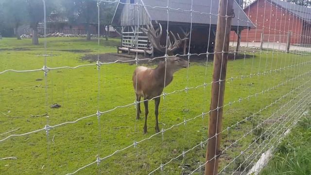 Олени. Даниели. Кусочек дикой природы. смотреть онлайн