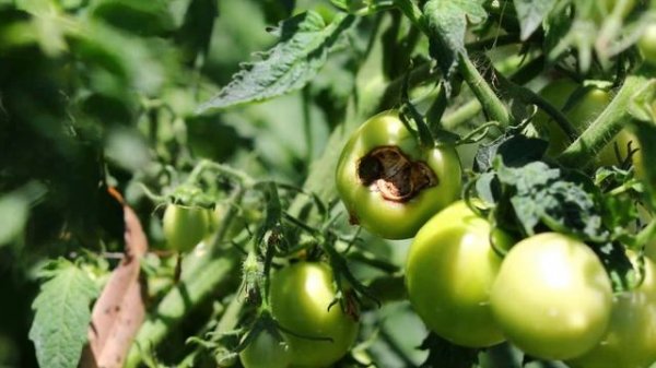 Grow awesome tomatoes! Pt4-Getting the best harvest!