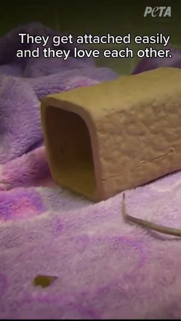 The More You Know About Mice. смотреть онлайн