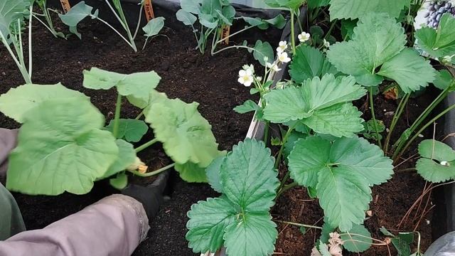 Planting Vegetable Plants in the Greenhouse 2022 | Gardening and prepper смотреть онлайн