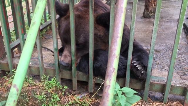 Михаил Потапыч смотреть онлайн