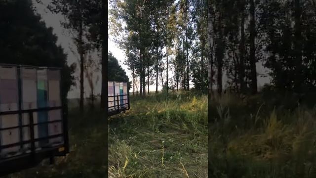 Неудачный медосбор на гречке 🐝 смотреть онлайн