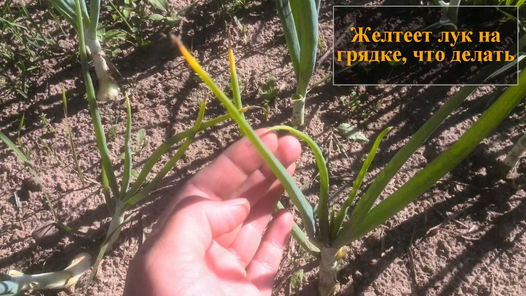 Желтеет лук на грядке что делать смотреть онлайн