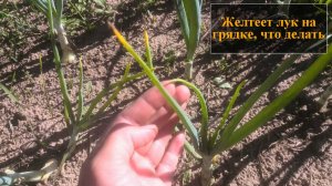 Желтеет лук на грядке что делать