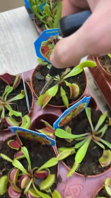 Дионея (вазон мухоловка) смотреть онлайн