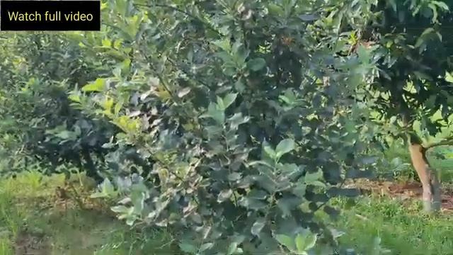 Apple bagan kaina ke sahor mano kok tv news смотреть онлайн