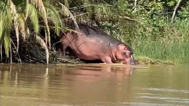 ЮАР_2_new смотреть онлайн