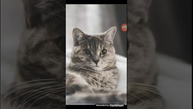 угодай котов воителей песня Идеальный мир канал Синяя звезда скрытная смотреть онлайн